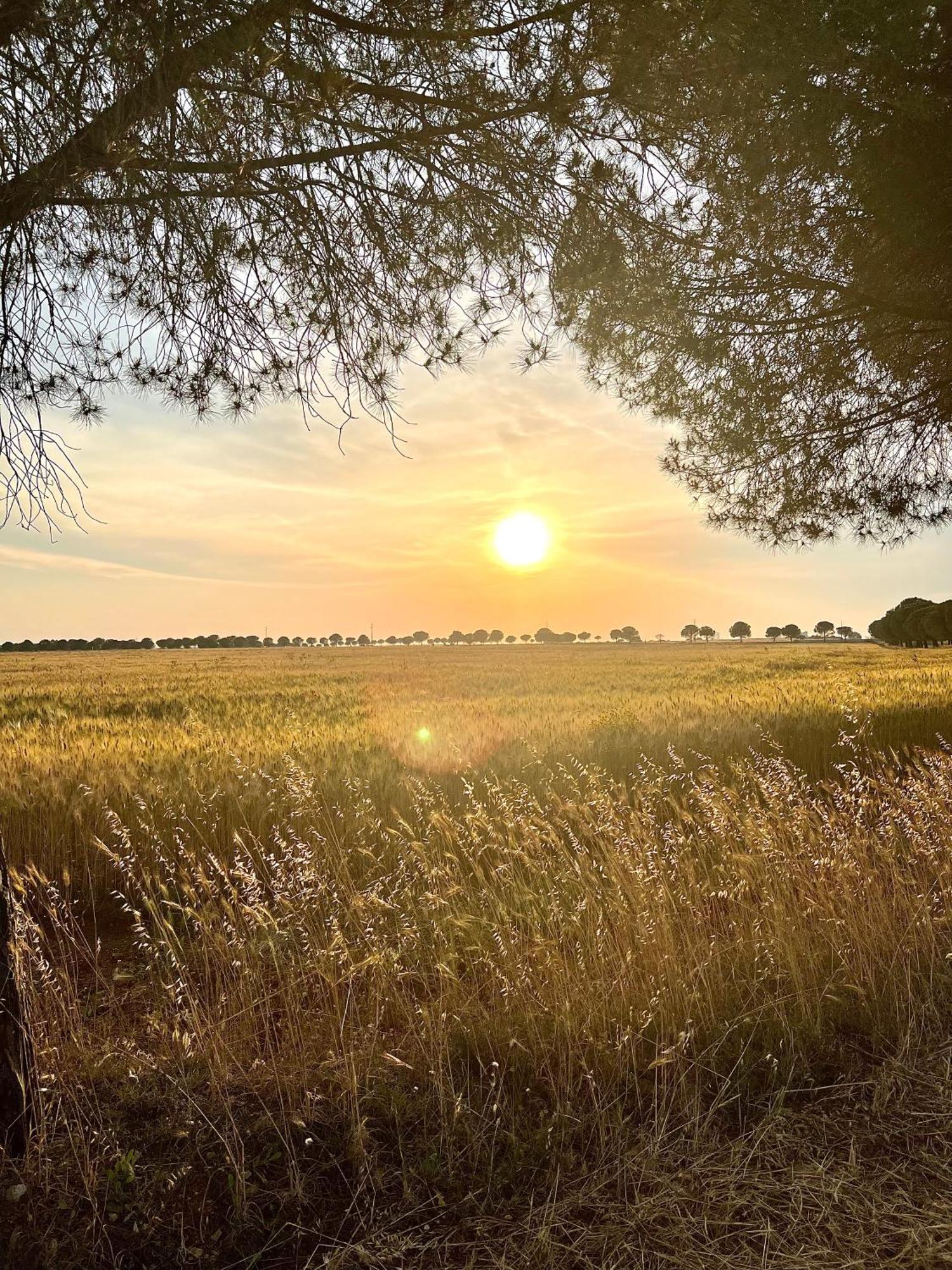 Masseria Casina Montana Corigliano dʼOtranto エクステリア 写真
