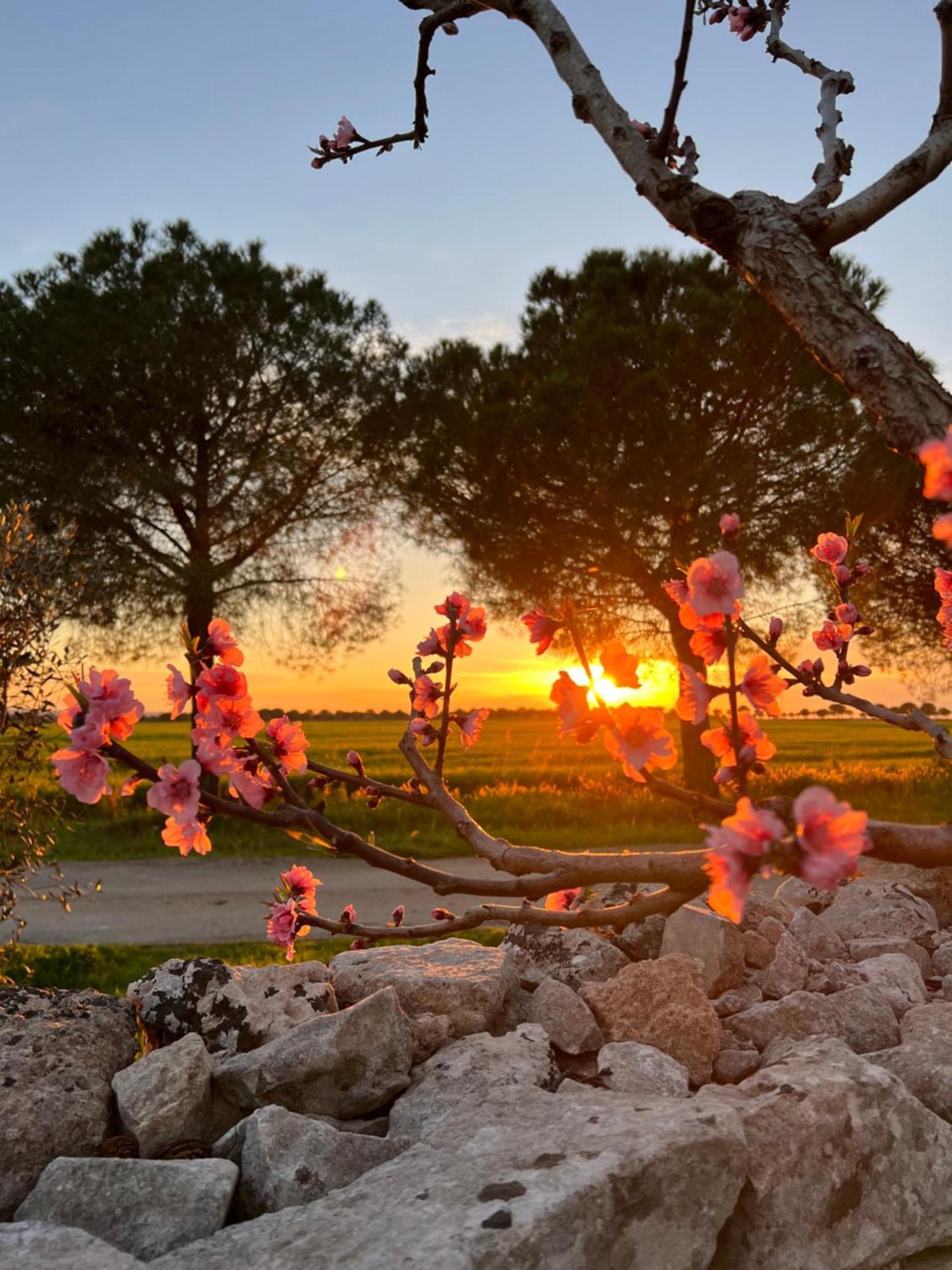 Masseria Casina Montana Corigliano dʼOtranto エクステリア 写真